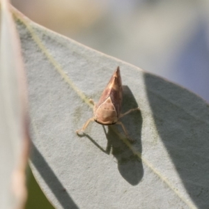 Brunotartessus fulvus at Michelago, NSW - 17 Dec 2019