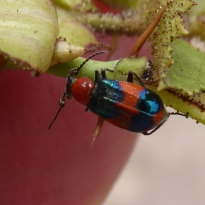 Dicranolaius bellulus (Red and Blue Pollen Beetle) at Sherwood Forest - 9 Jan 2020 by Christine