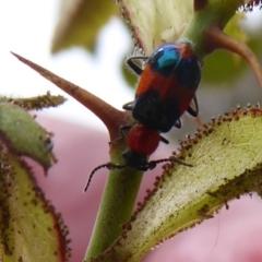 Dicranolaius bellulus at Coree, ACT - 9 Jan 2020