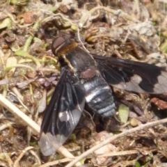 Balaana sp. (genus) (Bee Fly) at Coree, ACT - 9 Jan 2020 by Christine