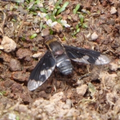 Balaana sp. (genus) at Coree, ACT - 9 Jan 2020 12:55 PM