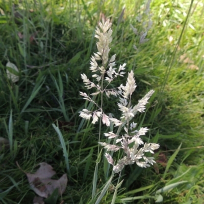 Holcus lanatus (Yorkshire Fog) at Gordon, ACT - 27 Nov 2019 by michaelb