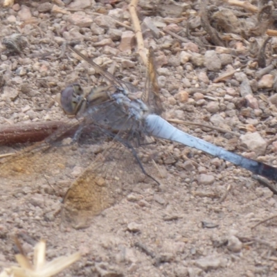 Orthetrum caledonicum (Blue Skimmer) at Sherwood Forest - 9 Jan 2020 by Christine