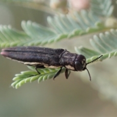 Agrilus hypoleucus (Hypoleucus jewel beetle) at Cook, ACT - 9 Jan 2020 by CathB