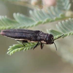 Agrilus hypoleucus at Cook, ACT - 9 Jan 2020 05:32 PM