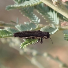 Agrilus hypoleucus at Cook, ACT - 9 Jan 2020 05:32 PM