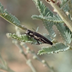 Agrilus hypoleucus at Cook, ACT - 9 Jan 2020