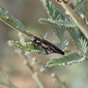 Agrilus hypoleucus at Cook, ACT - 9 Jan 2020 05:32 PM