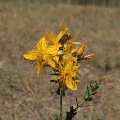 Hypericum perforatum (St John's Wort) at Gordon, ACT - 27 Nov 2019 by MichaelBedingfield