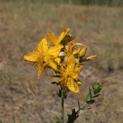 Hypericum perforatum (St John's Wort) at Gordon Pond - 27 Nov 2019 by michaelb