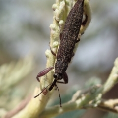 Rhinotia phoenicoptera (Belid weevil) at Mount Painter - 9 Jan 2020 by CathB