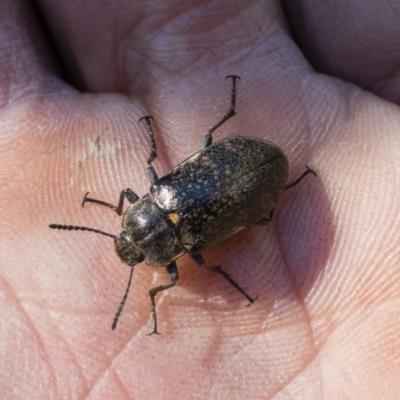 Pachycoelia sp. (genus) (A darkling beetle) at Tuross, NSW - 27 Nov 2019 by Illilanga