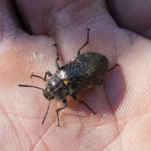 Pachycoelia sp. (genus) at Tuross, NSW - 27 Nov 2019