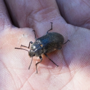 Pachycoelia sp. (genus) at Tuross, NSW - 27 Nov 2019