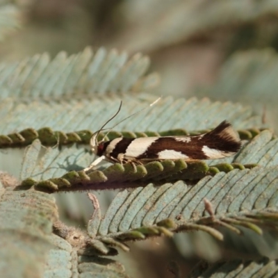 Macrobathra desmotoma ( A Cosmet moth) at Cook, ACT - 9 Jan 2020 by CathB