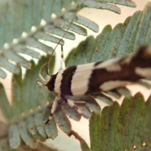 Macrobathra desmotoma at Cook, ACT - 9 Jan 2020 05:31 PM