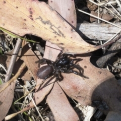 Mygalomorphae sp. (infraorder) (Unidentified mygalomorph spider) at Tuross, NSW - 27 Nov 2019 by Illilanga