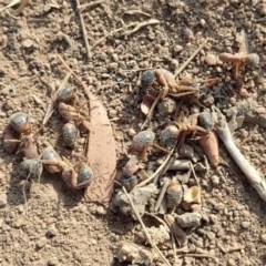 Camponotus consobrinus (Banded sugar ant) at Dunlop, ACT - 10 Jan 2020 by CathB