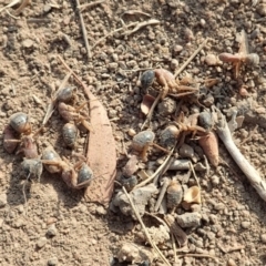 Camponotus consobrinus (Banded sugar ant) at Dunlop, ACT - 9 Jan 2020 by CathB