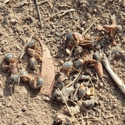 Camponotus consobrinus (Banded sugar ant) at Mount Painter - 9 Jan 2020 by CathB