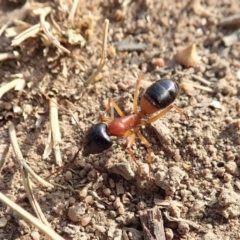 Camponotus consobrinus at Dunlop, ACT - 10 Jan 2020