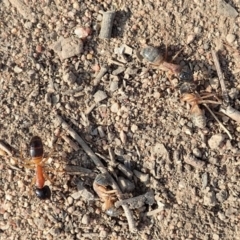 Camponotus consobrinus at Dunlop, ACT - 10 Jan 2020