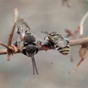 Lipotriches (Austronomia) phanerura at Cook, ACT - 8 Jan 2020