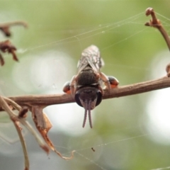 Lipotriches (Austronomia) phanerura at Cook, ACT - 8 Jan 2020