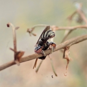 Lipotriches (Austronomia) phanerura at Cook, ACT - 8 Jan 2020