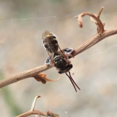 Lipotriches (Austronomia) phanerura at Cook, ACT - 8 Jan 2020