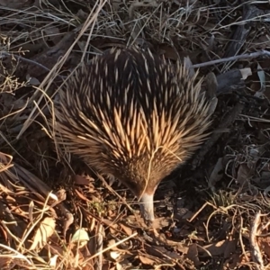 Tachyglossus aculeatus at Michelago, NSW - suppressed