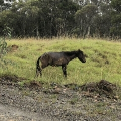 Equus caballus (Brumby, Wild Horse) at Kosciuszko National Park - 28 Jan 2019 by Illilanga