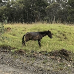 Equus caballus at Kosciuszko National Park, NSW - suppressed