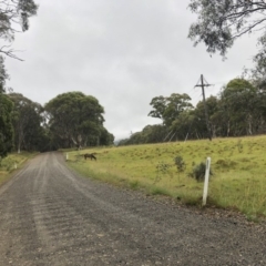 Equus caballus at Kosciuszko National Park, NSW - suppressed