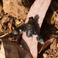 Balaana sp. (genus) (Bee Fly) at Mount Ainslie - 9 Jan 2020 by kdm