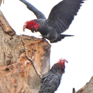 Callocephalon fimbriatum at Jerrabomberra, NSW - 11 Jan 2020