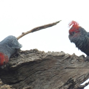 Callocephalon fimbriatum at Jerrabomberra, NSW - suppressed