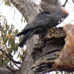 Callocephalon fimbriatum at Jerrabomberra, NSW - 11 Jan 2020