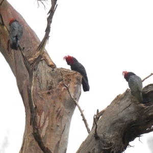 Callocephalon fimbriatum at Jerrabomberra, NSW - 11 Jan 2020