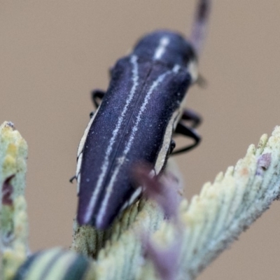 Agrilus hypoleucus (Hypoleucus jewel beetle) at The Pinnacle - 8 Jan 2020 by AlisonMilton