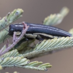 Agrilus hypoleucus at Dunlop, ACT - 9 Jan 2020