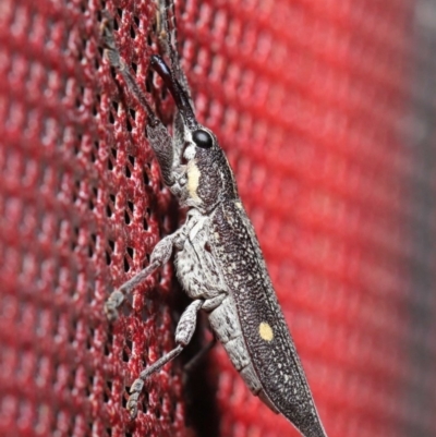 Rhinotia bidentata (Two-spot Rhinotia weevil) at Acton, ACT - 6 Dec 2019 by TimL