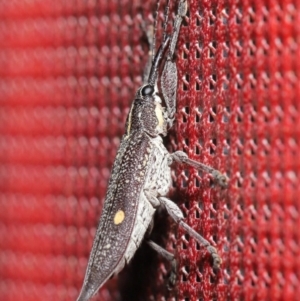 Rhinotia bidentata at Acton, ACT - 6 Dec 2019 01:24 PM