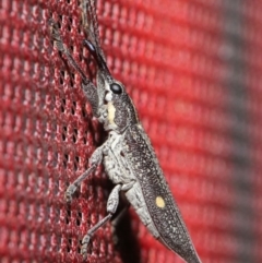 Rhinotia bidentata at Acton, ACT - 6 Dec 2019 01:24 PM