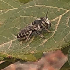 Megachile (Eutricharaea) sp. (genus & subgenus) (Leaf-cutter Bee) at Casey, ACT - 11 Jan 2020 by KiThad