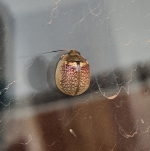 Paropsisterna decolorata at Molonglo Valley, ACT - 11 Jan 2020