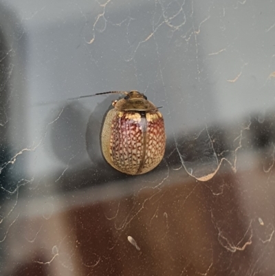 Paropsisterna decolorata (A Eucalyptus leaf beetle) at Molonglo Valley, ACT - 10 Jan 2020 by AaronClausen