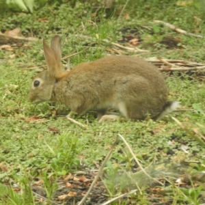 Oryctolagus cuniculus at Burradoo, NSW - 11 Jan 2020