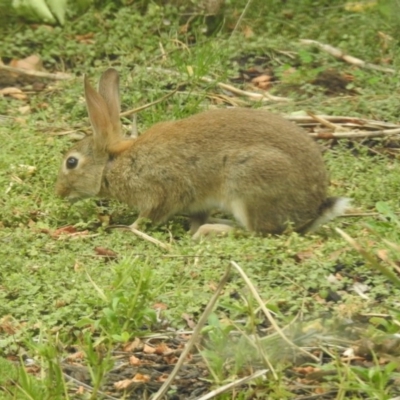 Oryctolagus cuniculus (European Rabbit) at Burradoo, NSW - 11 Jan 2020 by GlossyGal