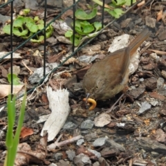 Sericornis frontalis (White-browed Scrubwren) at Bowral, NSW - 11 Jan 2020 by GlossyGal